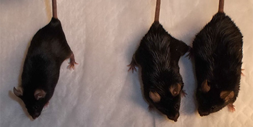 Mice-AptamiRC2